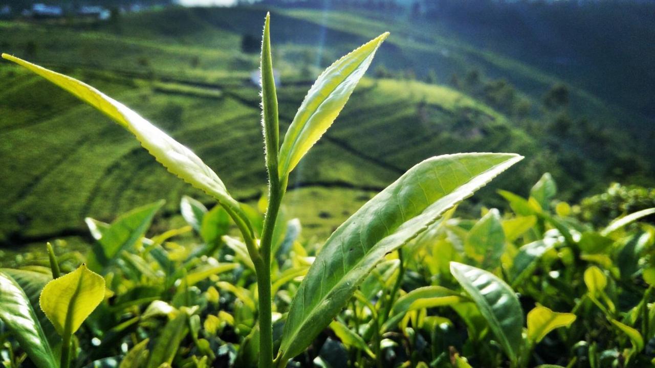 Green Paradise 埃拉 外观 照片